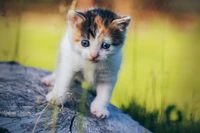 Fond d'Écran de Chaton Mignon pour Votre Appareil