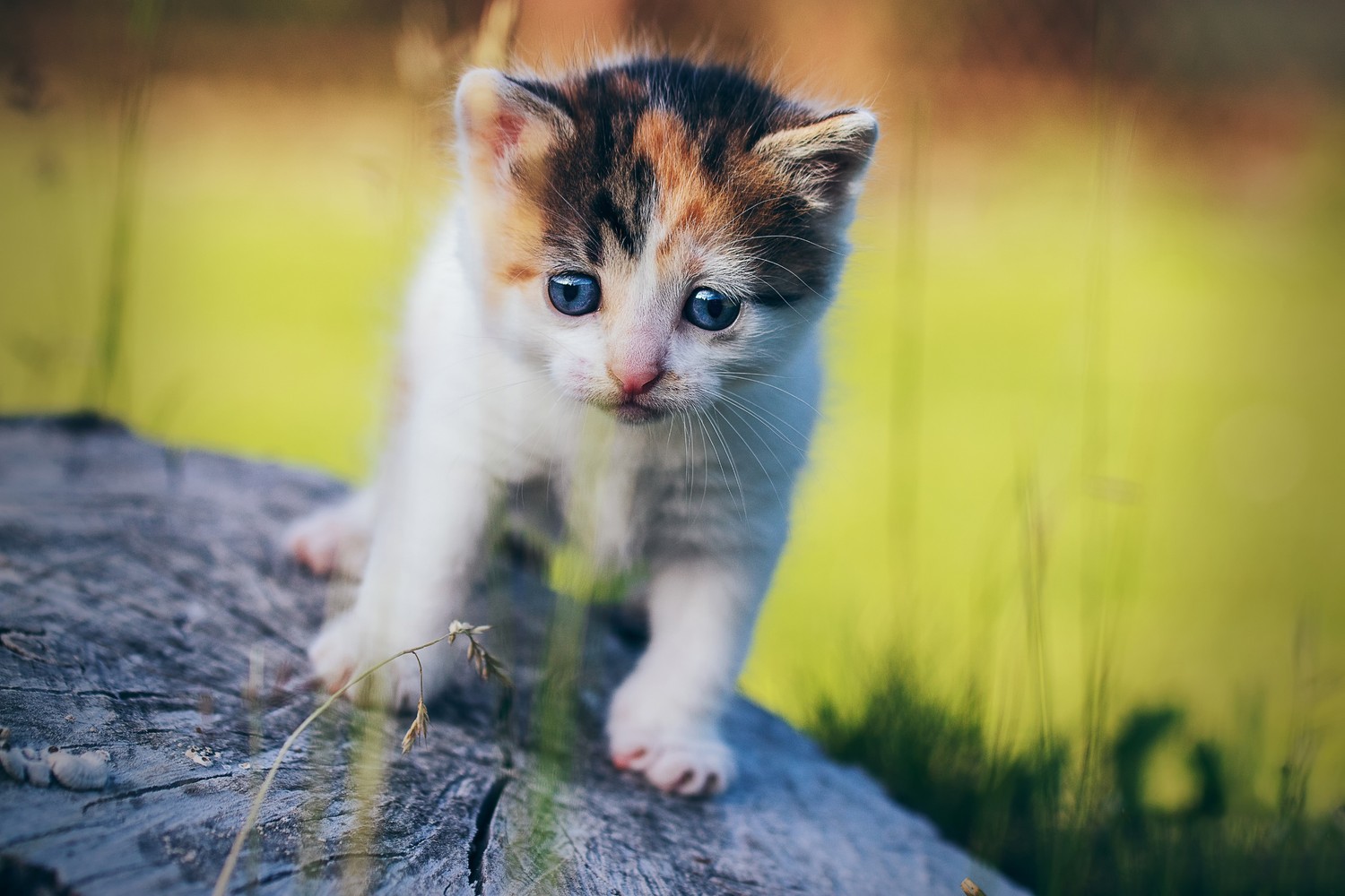 Fond d'Écran de Chaton Mignon pour Votre Appareil