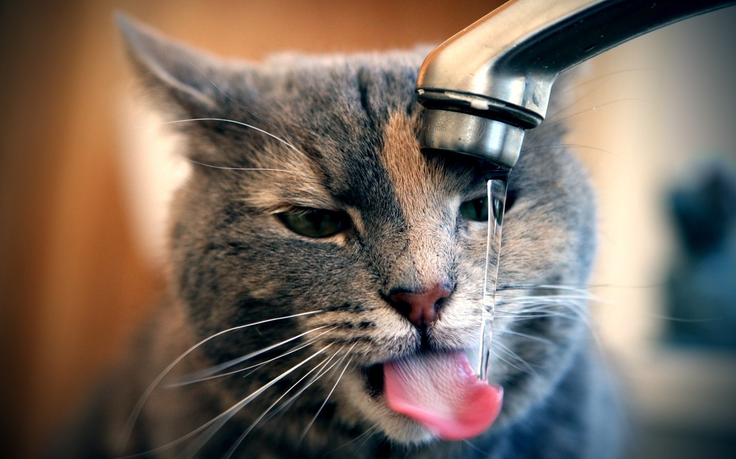 Download Our Cute Kitten Drinking Water Wallpaper