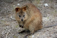 Increíble colección de fondos de pantalla de wallaby