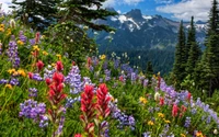 Découvrez la Beauté d'une Prairie de Fleurs Sauvages