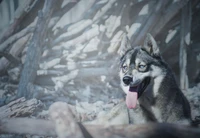 Descarga Tu Fondo de Pantalla Favorito de Husky Siberiano