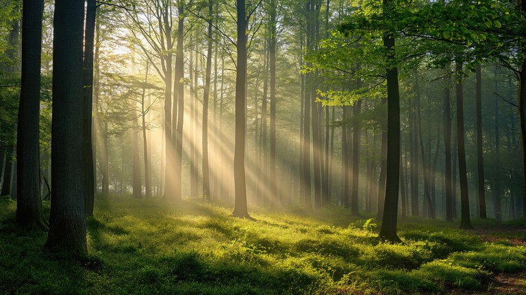 Explore the Beauty of a Sunlit Thick Forest