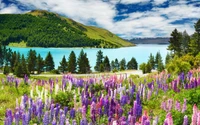 Paysage Époustouflant de Fleurs de Lupin et Lac