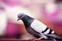 Download Beautiful Stock Dove Wallpaper