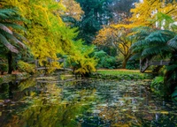 Explora la Belleza del Otoño en un Jardín Botánico Tranquilo