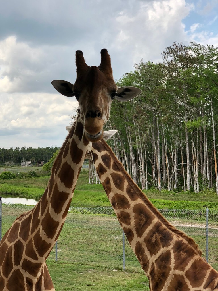 Beautiful Giraffe Wallpaper for Nature Lovers