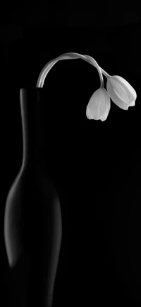 Impactante arte floral en blanco y negro para tu escritorio