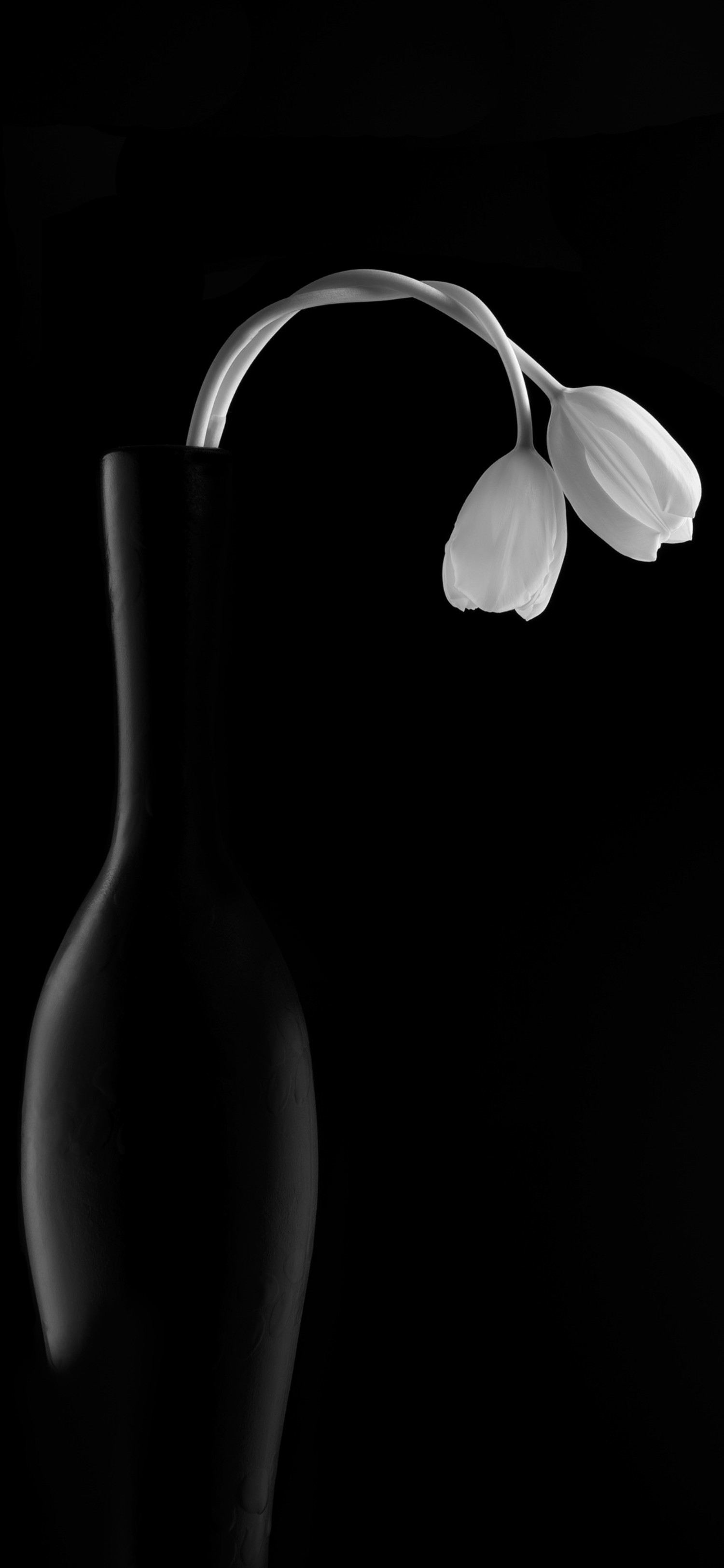 Stunning Black and White Flower Art for Your Desktop