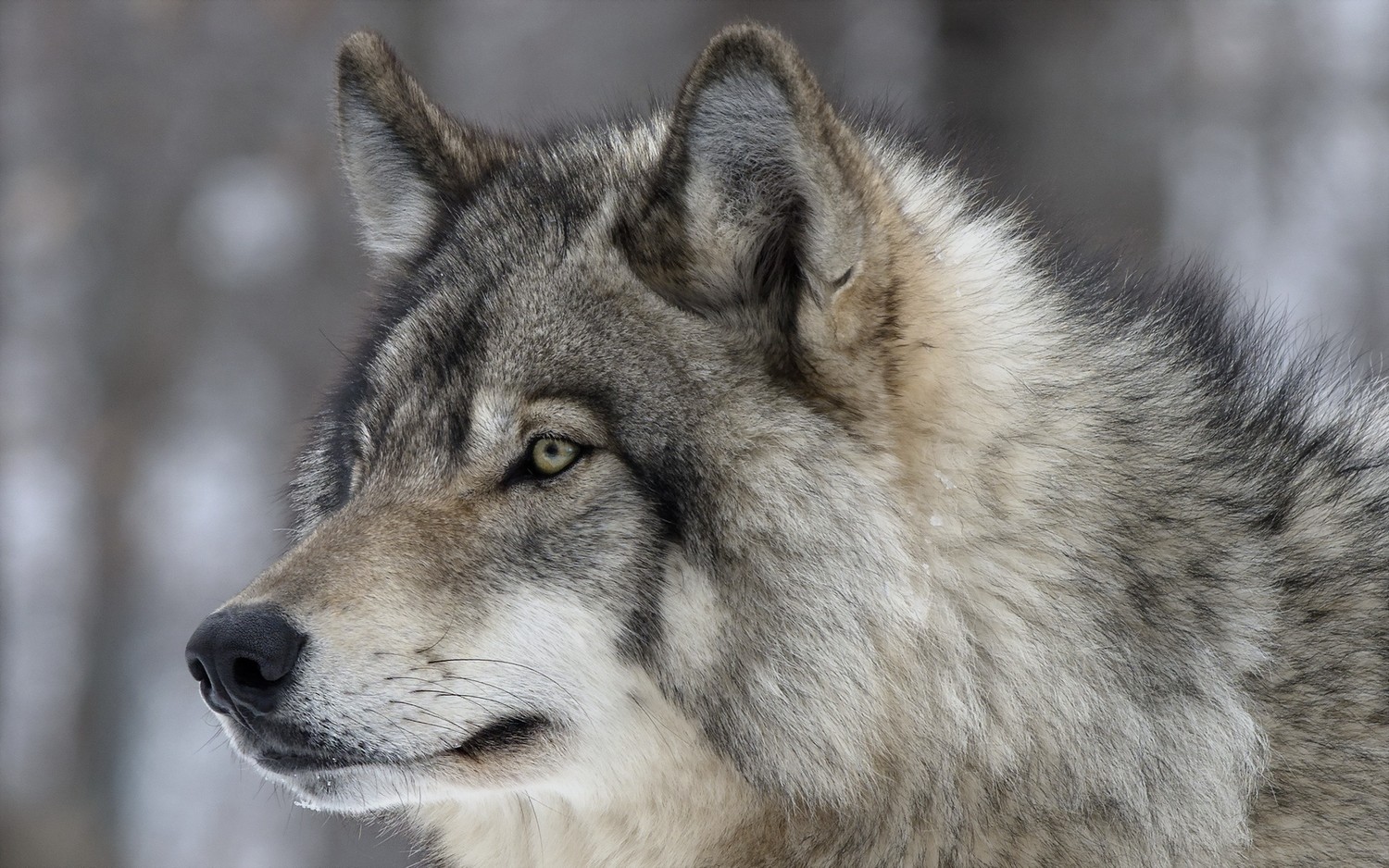 Découvrez notre incroyable fond d'écran de portrait de loup