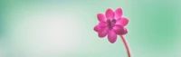 Descarga Hermoso Fondo de Pantalla de Flor Rosa para Windows