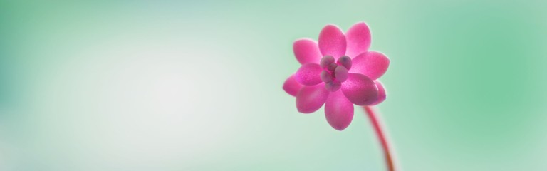 Download Beautiful Pink Flower Wallpaper for Windows