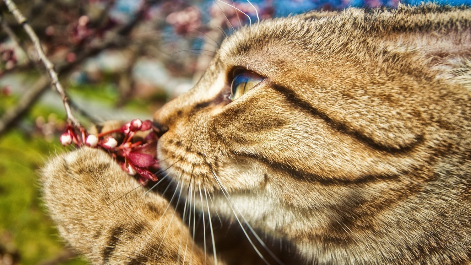 Beautiful Close-Up of a Tabby Cat Among Flowers