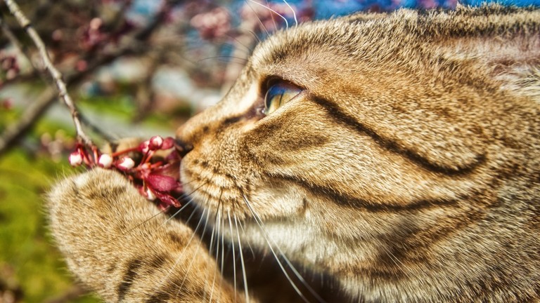 Beautiful Close-Up of a Tabby Cat Among Flowers