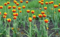 Magnifique Fond d'Écran de Champ de Tulipes