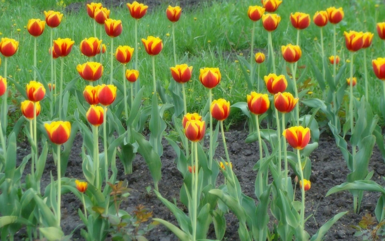 Stunning Tulip Field Wallpaper