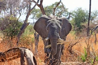 Découvrez Notre Majestueux Fond d'Écran d'Éléphant