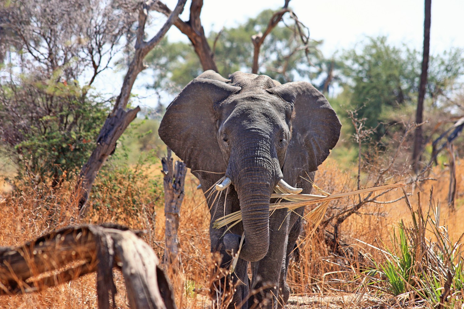 Explora Nuestro Majestuoso Fondo de Pantalla de Elefante