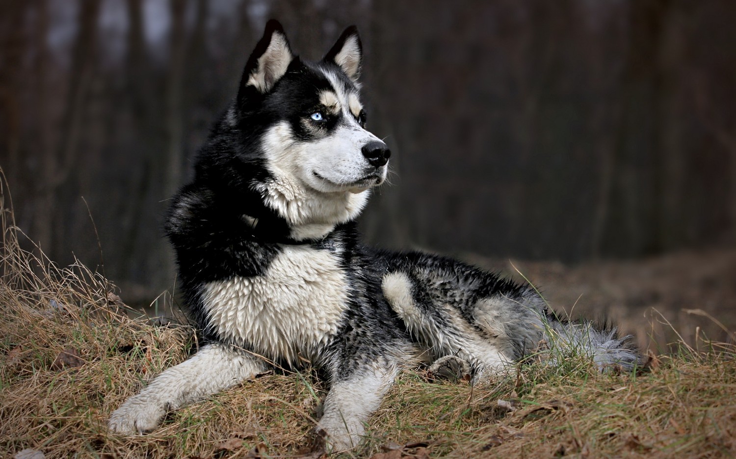 Adorable Alaskan Malamute Wallpaper