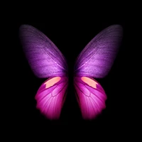 Descarga este vibrante fondo de pantalla de mariposa morada