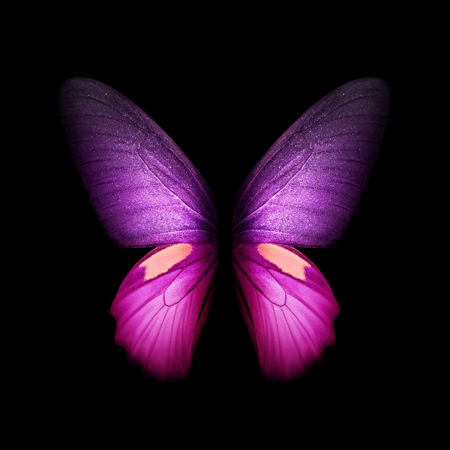 Download This Vibrant Purple Butterfly Wallpaper