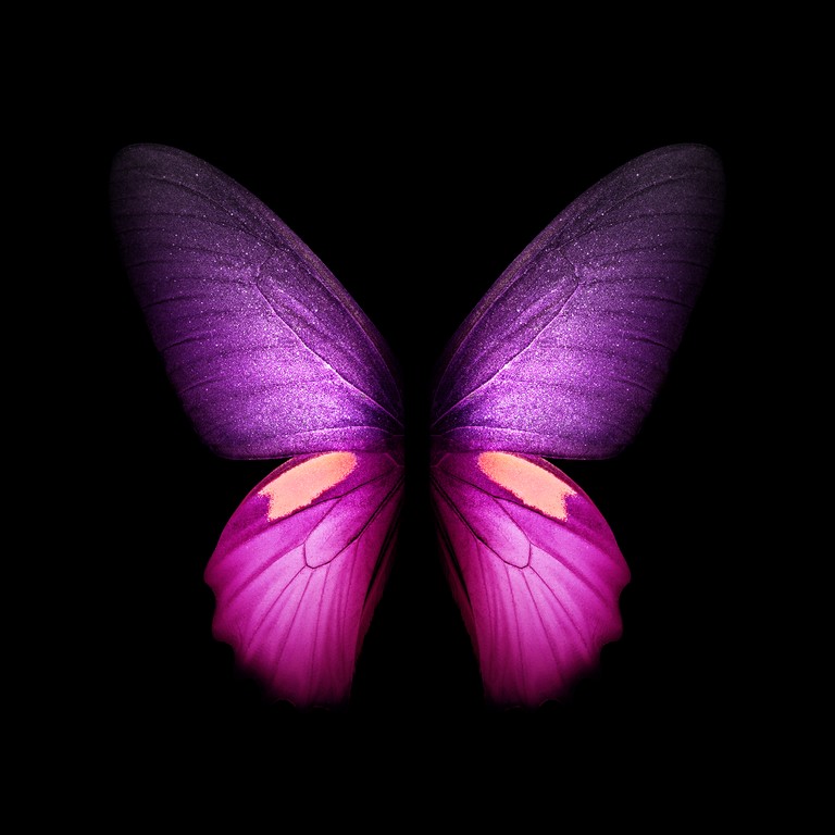 Download This Vibrant Purple Butterfly Wallpaper