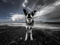 Fondo de pantalla de Australian Cattle Dog en blanco y negro