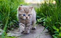 Fond d'écran de chaton mignon marchant sur l'herbe