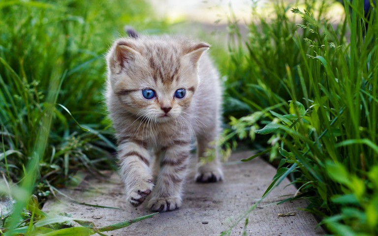 Cute Kitten Walking on Grass Wallpaper