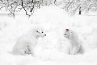 Explore Adorable Winter Wallpapers of Puppies and Cats