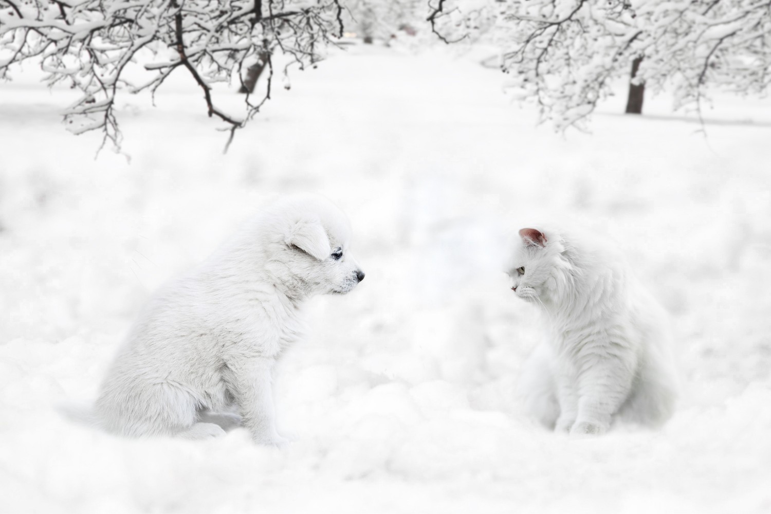 Découvrez des Fonds Hivernaux Adorables de Chiens et Chats