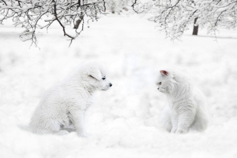 Explore Adorable Winter Wallpapers of Puppies and Cats