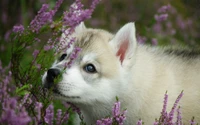 Chiot Adorable Entouré de Magnifiques Fleurs