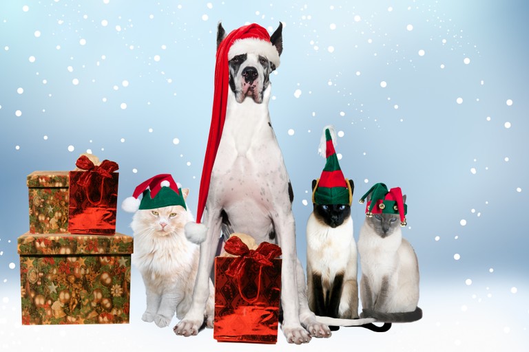 Celebrate the Holidays with Our Festive Pets Wallpaper