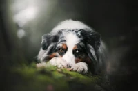 Adorable Fondo de Pantalla de Cachorro Australian Shepherd