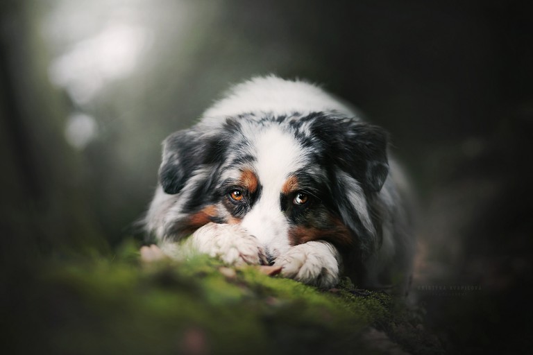 Adorable Australian Shepherd Puppy Wallpaper