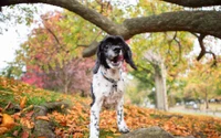 Aventura de Otoño: Perro en un Paisaje Colorido