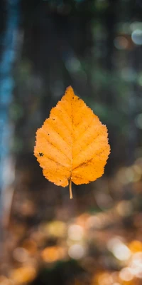 Hermoso Fondo de Pantalla de Hoja de Otoño Naranja