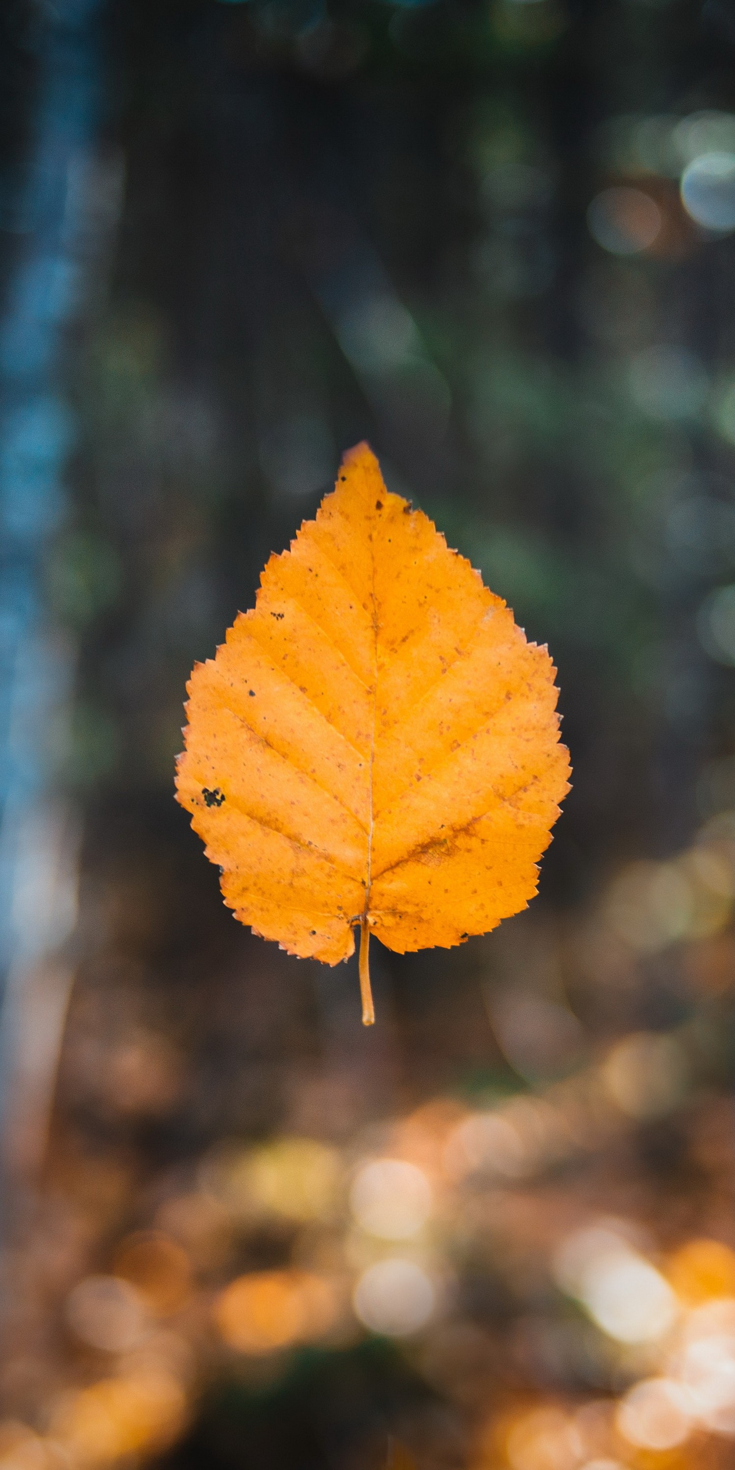 Beautiful Orange Autumn Leaf Wallpaper