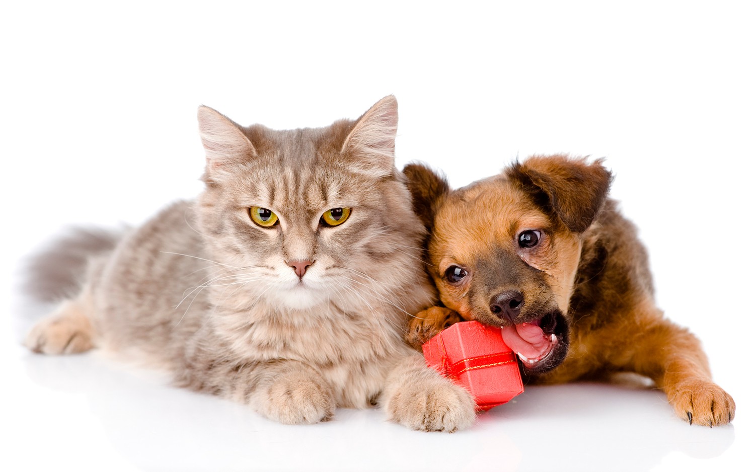 Cachorro y Gatito Juntos