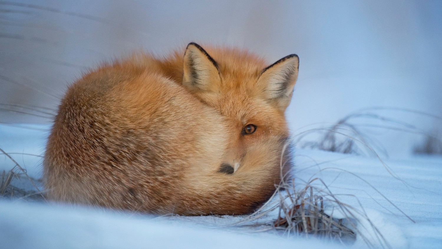 Beautiful Red Fox in Snow - Download Your Wallpaper