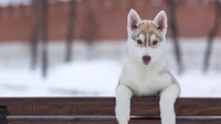 Fondo de Pantalla de Cute Cachorro Siberiano