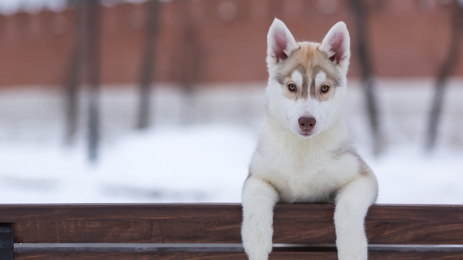 Cute Siberian Husky Puppy Wallpaper