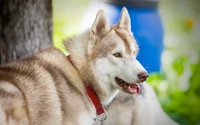 Découvrez notre magnifique fond d'écran de Husky Sibérien