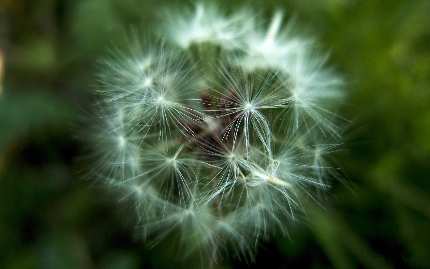 Explore the Beauty of Flora: Macro Photography Wallpaper