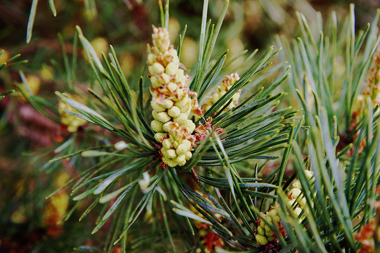 High-Quality Conifer Wallpaper for Nature Lovers