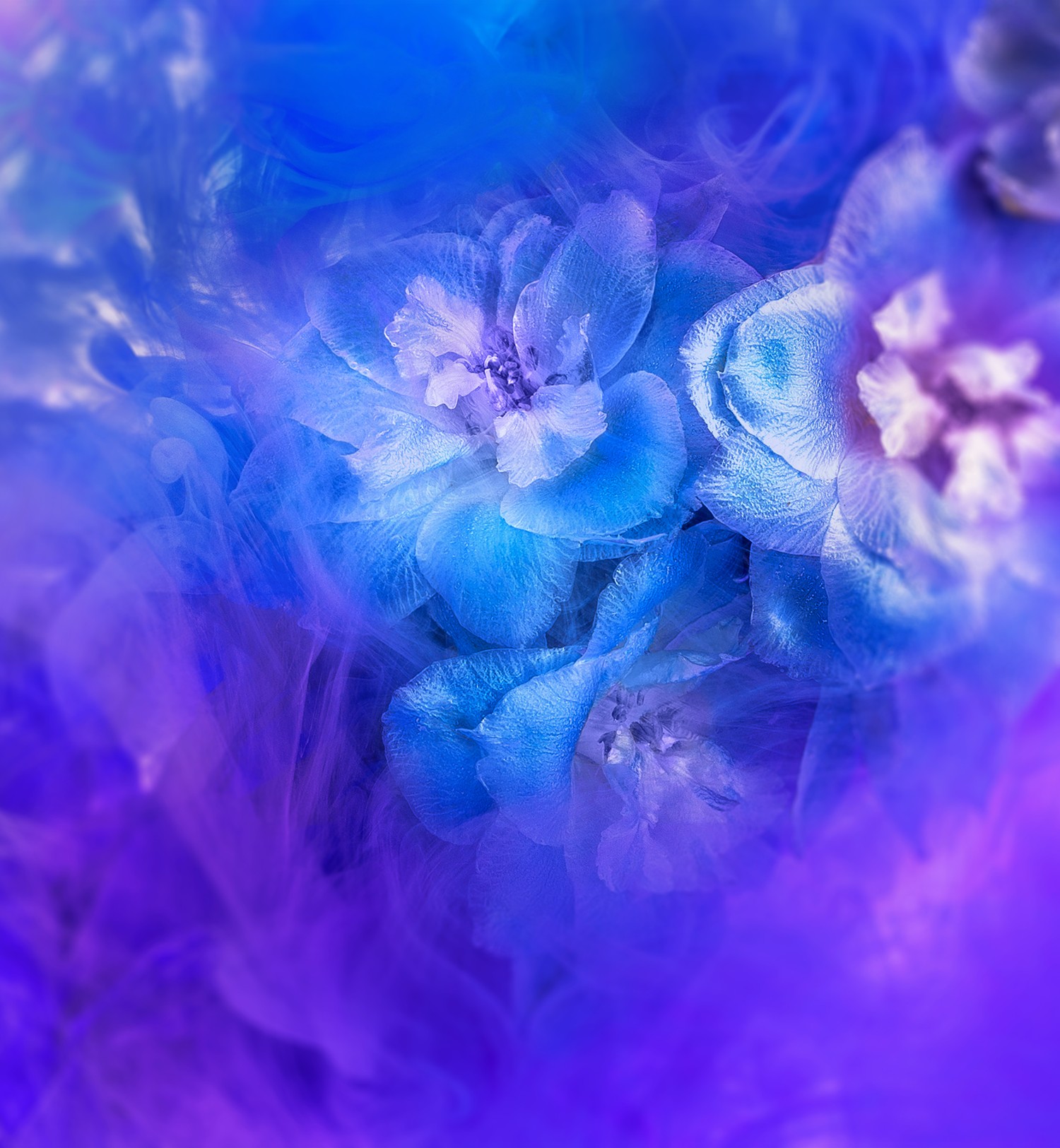 Explore Our Stunning Purple and Blue Flower Wallpaper