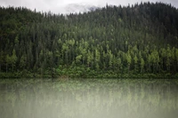 Explorez la Beauté d'une Forêt Conifère Mixte et Son Reflet