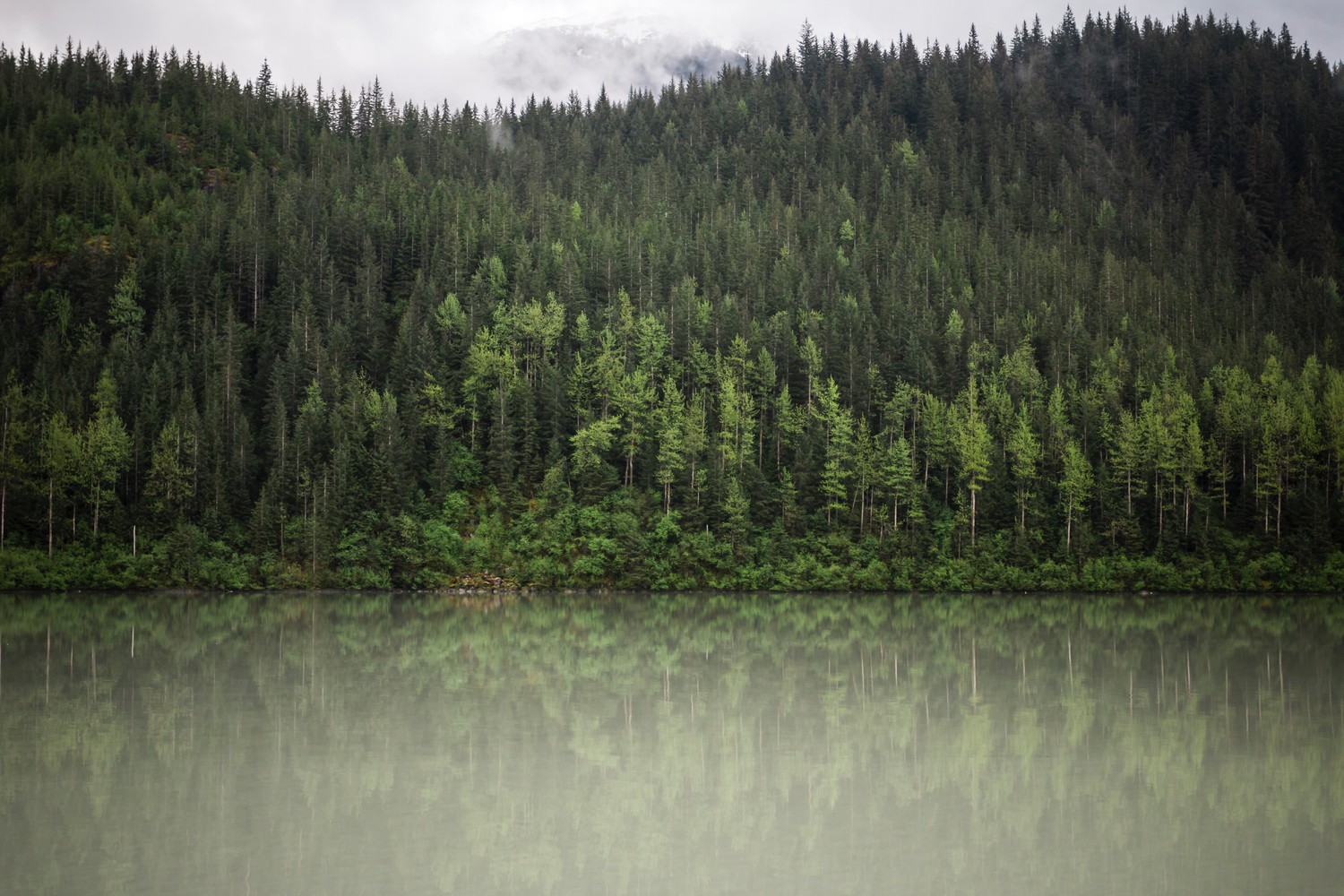 Explore the Beauty of a Mixed Coniferous Forest and Its Reflection