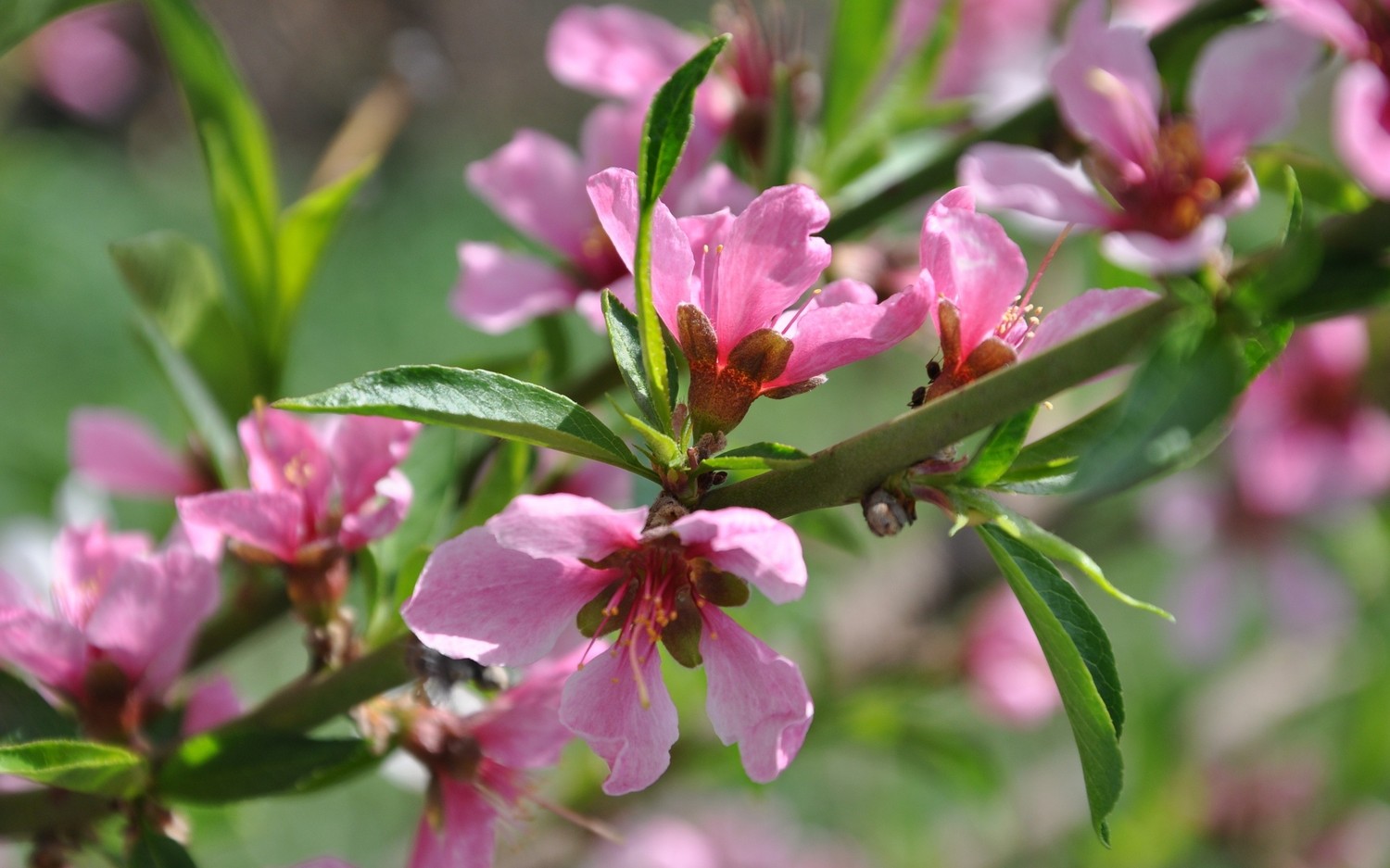 Impresionantes Fondos de Pantalla de Cerezos en Flor para Tu Dispositivo